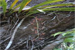 Cymbidium aloifolium